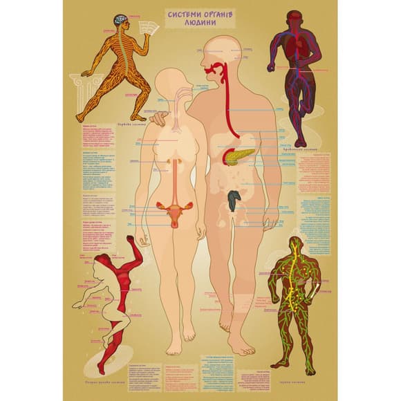Детская обучающая игра с многоразовыми наклейками "Тело человека" KP-004y на укр. языке