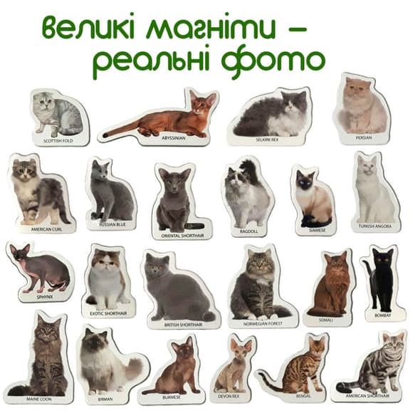 Набір магнітів Magdum "Породи кішок" ML4031-13 EN