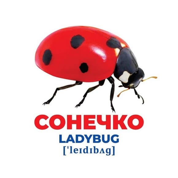 Набір розвиваючих карто к Геній з пелюшок "Комахи" Ранок 10107199, 17 карток