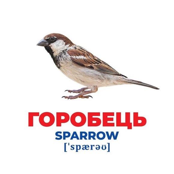 Набір розвиваючих карток Геній з пелюшок "Птахи України" Ранок 10107193У, 17 карток
