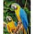 Алмазная мозаика "Попугаи Ара" Brushme DBS1049 40х50 см