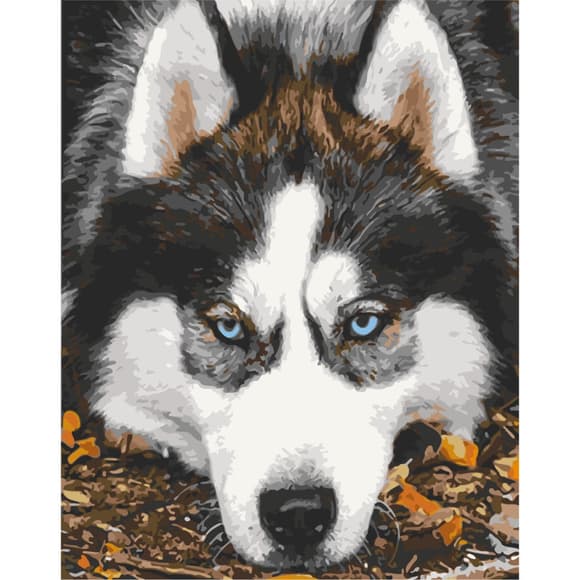 Картина за номерами "Засмучений хаскі" Art Craft 40х50 см 11509-AC