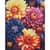 Алмазна мозаїка "Барвисті жоржини" AMO7842 40х50см