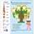 Книжка Англійська з наліпками "Лео та Ліз знайомлять із родиною" 1731004