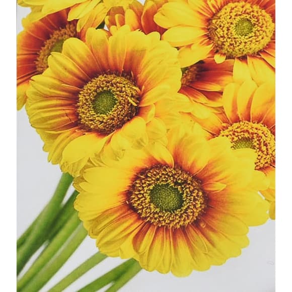 Алмазная мозаика "Солнечные цветы" HEG88145 30х40 см