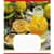 Зошит загальний "Екзотичні фрукти" 048-590098K-3 в клітинку, 48 аркушів