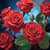Алмазна мозаїка "Червоні троянди" ZAV1818-24, 18х18 см