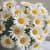 Алмазна мозаїка "Літні ромашки" ZAV1818-6, 18х18 см