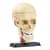 Науковий набір "Модель черепа з нервами" Edu-Toys SK010 збірна, 9 см