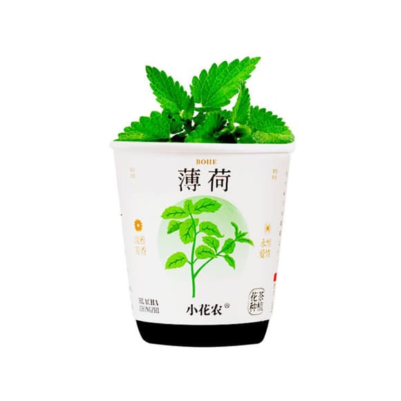 Ботанічні експерименти "Квіти в горщику" X2024-153-2 грунт, насіння, стакан з кришкою